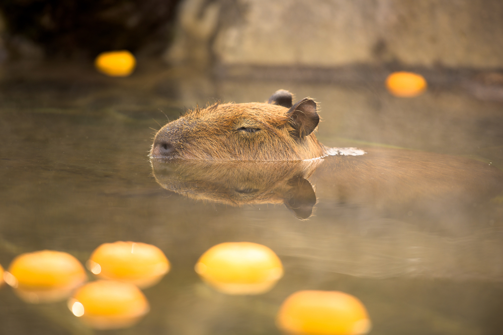 Капибара на отдыхе
