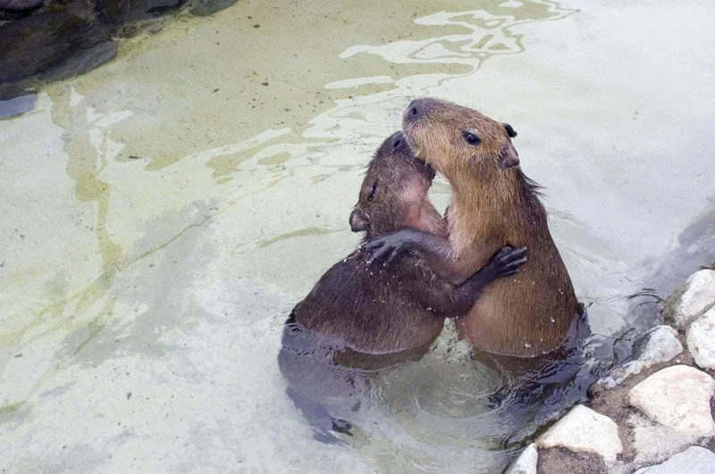 Малыш капибары